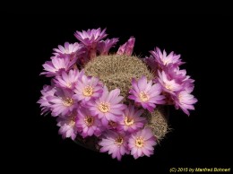 Sulcorebutia albissima 2109